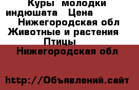 Куры  молодки,индюшата › Цена ­ 250-300 - Нижегородская обл. Животные и растения » Птицы   . Нижегородская обл.